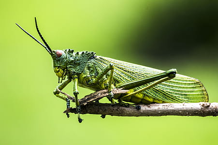 selective focus photography of green grasshopper thumbnail