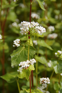 selective focus photograph of white petaled flowers thumbnail