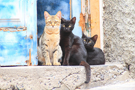 three cats standing near blue wooden door thumbnail