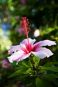 pink hibiscus blooming at daytime thumbnail