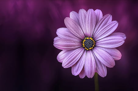 purple osteospermum flower in close up photography thumbnail
