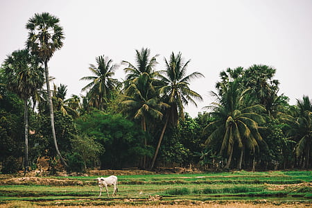 White Cow on Green Grass Field thumbnail