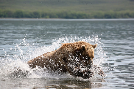 brown animal soaking in body of water thumbnail