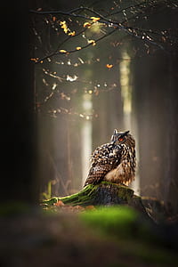 brown and black owl thumbnail