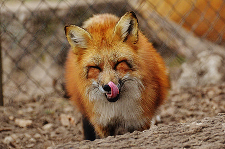 selective focus photography of red fox thumbnail