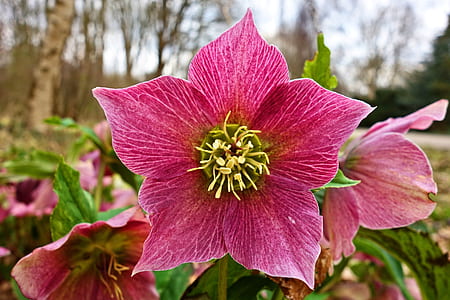 pink lenten rose in close up photography thumbnail