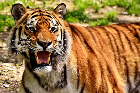 selective focus photography of adult tiger thumbnail