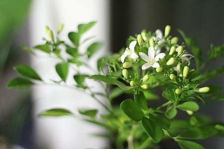 white petaled flowers thumbnail