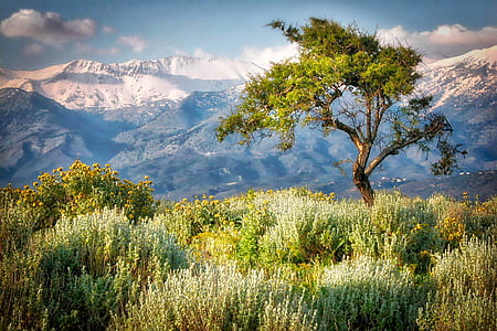 green grass field beside tree on mountain thumbnail