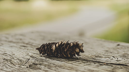 dry, blur, wooden, outdoors thumbnail