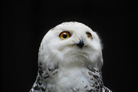 white and black owl thumbnail