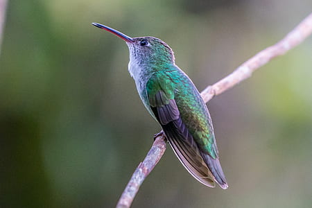 shallow focus photography of bird thumbnail