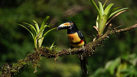 black and yellow bird thumbnail