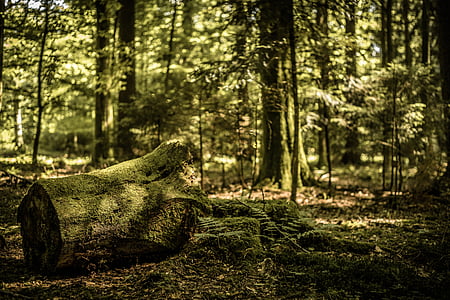 gray tree trunk at daytime thumbnail