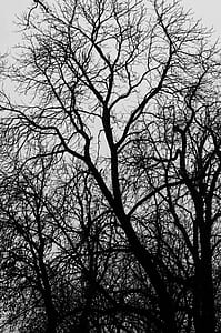 photo of withered tree thumbnail