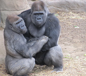 two gorillas sitting on brown ground during daytime thumbnail