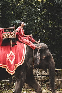 man riding elephant thumbnail