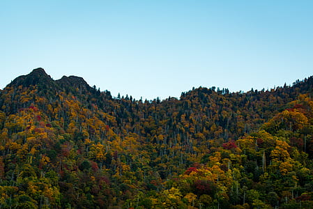 green and brown leafed trees thumbnail