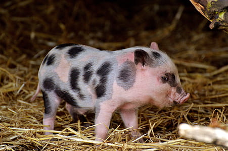 pink and black piglet on dried grass thumbnail