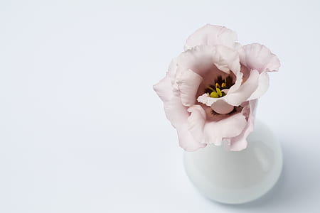 white peony flower with vase thumbnail
