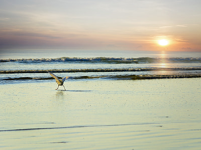white bird walking through sea thumbnail