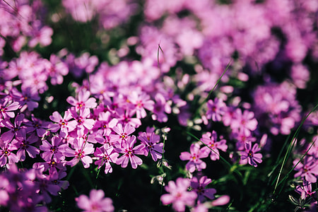 Pink flowers blooming in spring thumbnail