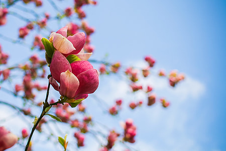 Spring Tree Blooms Detail thumbnail