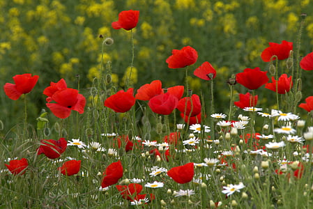 bed of poppy and daisy flowers thumbnail