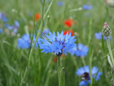 blue flowers thumbnail
