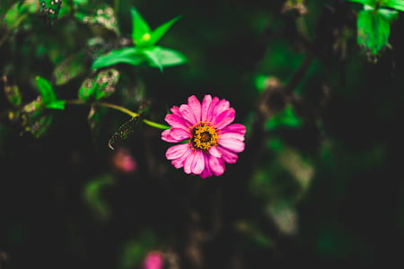 Tilt Shift Photography of Pink Zinnia Flower thumbnail