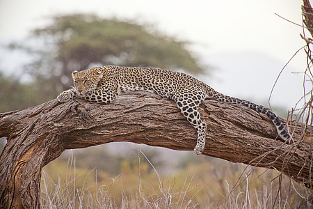 black and brown leopard on brown branch thumbnail