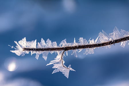 shallow focus photography of branch with snow thumbnail