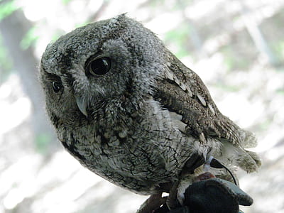 perching owl thumbnail