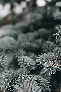 Frozen leaves & twigs thumbnail