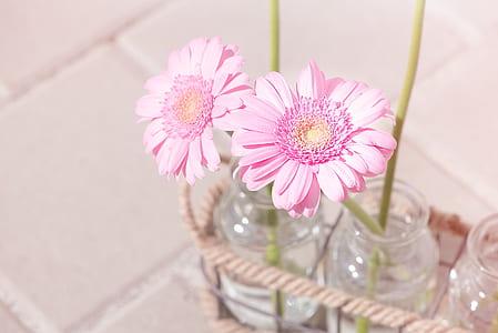 close-up photography of pink Gerbera flower in bloom thumbnail