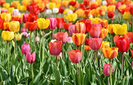 pink and yellow tulip flowers in bloom at daytime thumbnail