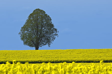 green leaf tree under blue sky during daytime thumbnail