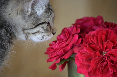 cat smelling red rose flower thumbnail