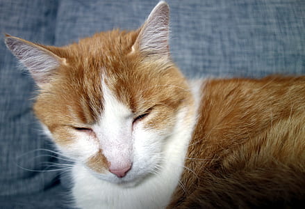 orange tabby can lying on gray cloth thumbnail