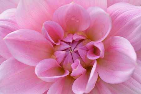 macro photo of pink ball dahlia flower thumbnail