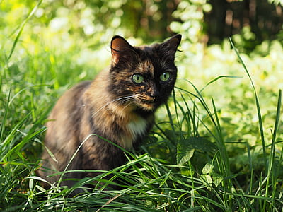 tortoiseshell cat thumbnail
