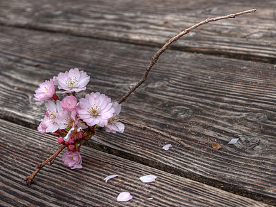 pink petal flower on brown wooden plank thumbnail
