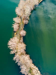 pink tree near calm of body water thumbnail