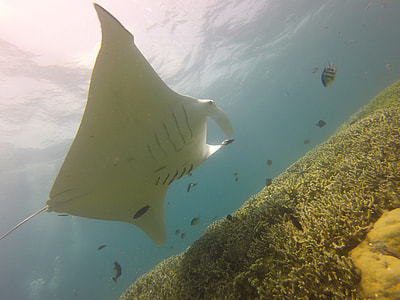 underwater photography of sting ray thumbnail