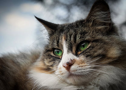 closeup photo of calico cat thumbnail