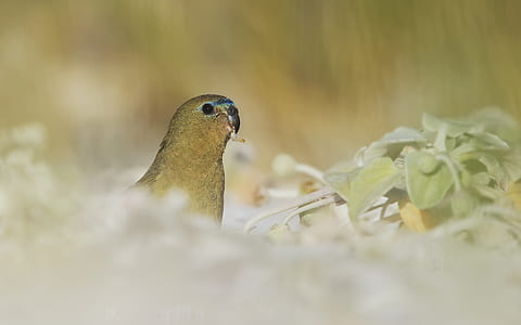 brown bird beside plant thumbnail
