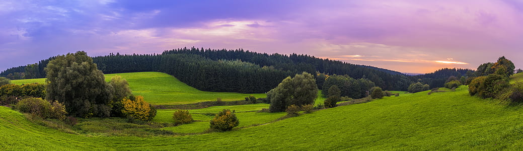 panoramic photograph of grass and tress thumbnail