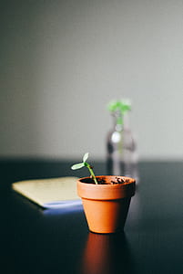 green potted seedling thumbnail