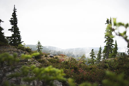 mountain with green trees and white fog thumbnail