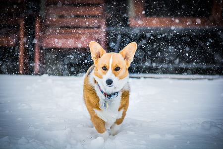 brown and white corgi walking on snow field during snow thumbnail